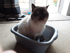 Would this be unkind to my cat?