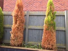 What is killing these plants?