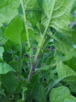 Yet another plant ID?