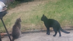 I think there's a stray cat in my garden <pictures>