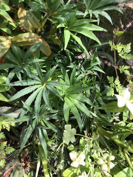 I don’t know how to do weeding. Please help.
