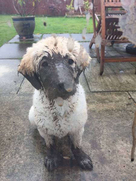 Calling all Golden Retriever owners....