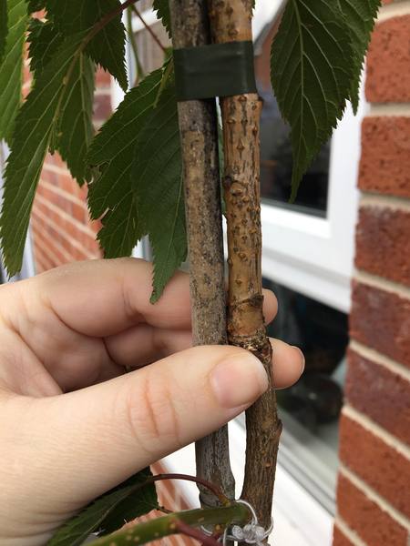 Anyone able to help with issues with a Cherry Blossom Tree?