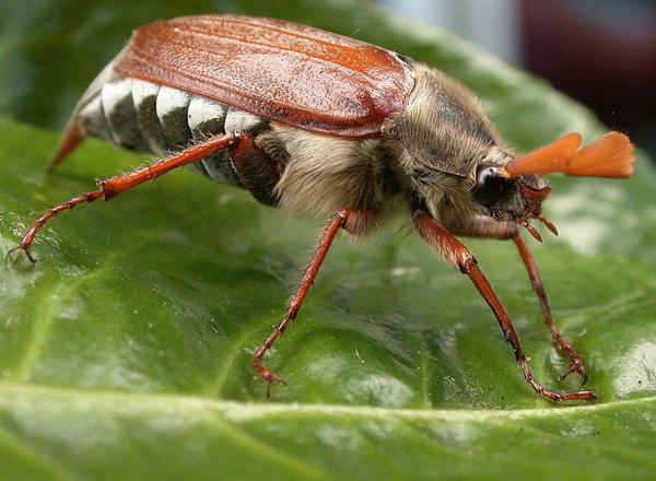 Insect ID