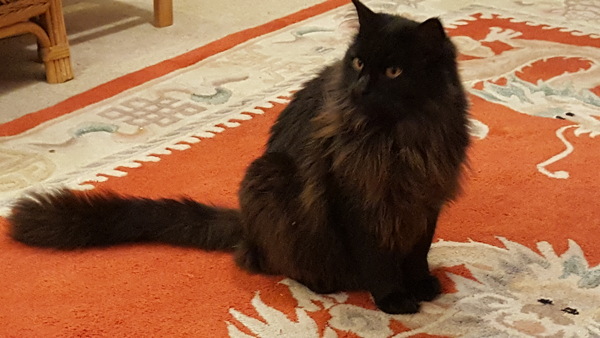 Fluffy tail care!