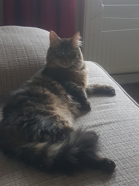 what is it with cats?