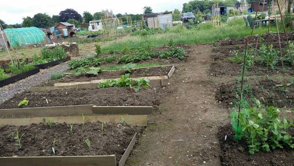 Allotment/Veg Patch Thread 12! Plotmenters hoping for better weather