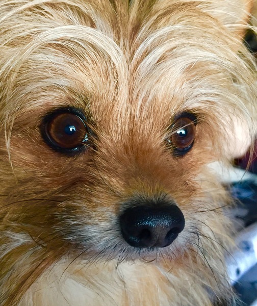 AIBU to think nobody has a dog as good as mine?!
