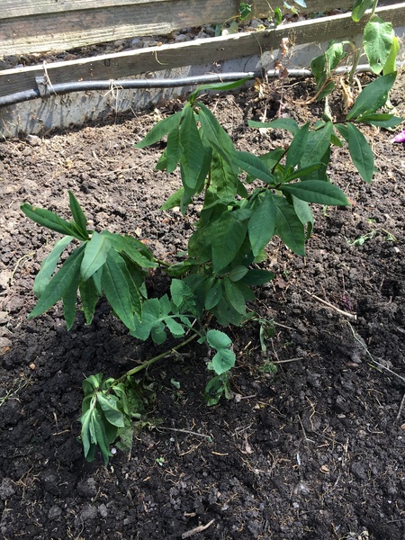 Does anyone know what these plants are?