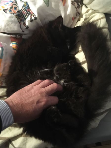 Apparently it's 'hug your cat day'
