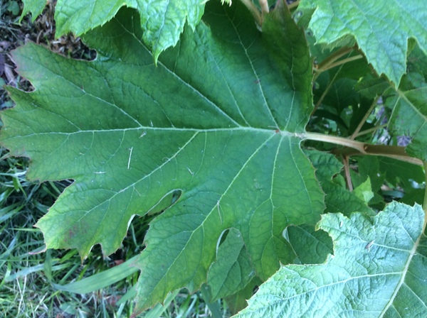 Sorry another plant ID one,,,