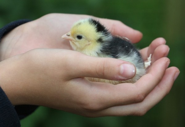 Swagger Inn 156 - The Weather Is Getting Hot, The HBFs Will Always Be Hotter