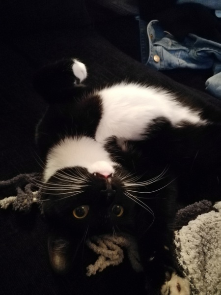 New Rescue Kitty (Pics) - Utterly in Love