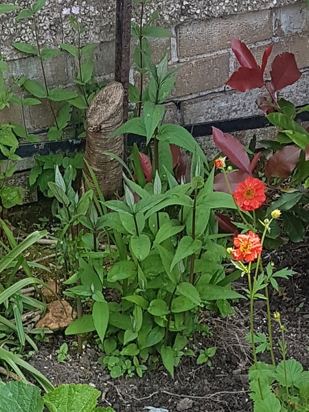 Plant ID / can I get rid of this plant