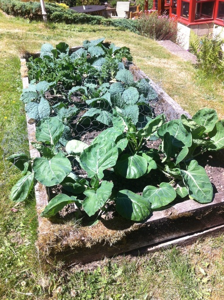 Allotment/Veg Patch Thread 12! Plotmenters hoping for better weather