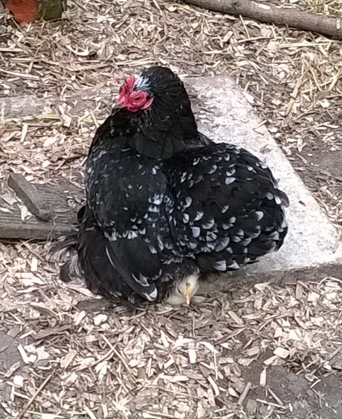 Swagger Inn 156 - The Weather Is Getting Hot, The HBFs Will Always Be Hotter