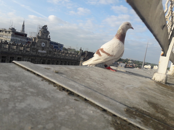 To have befriended this bird?