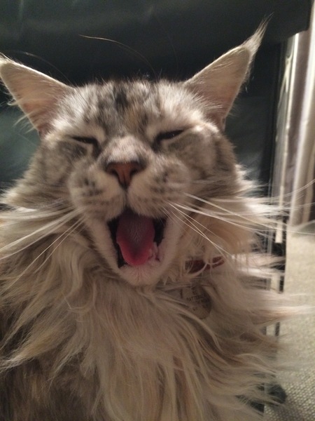 Tell me about your Maine Coons!