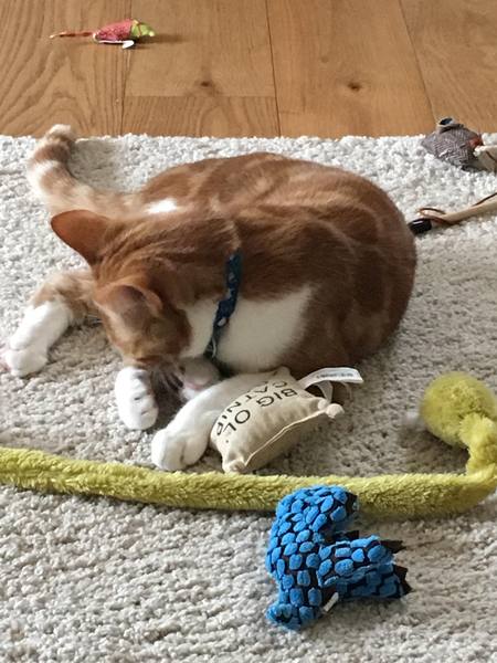What's your DCat up to today? Episode 6, Return of the... Cats?