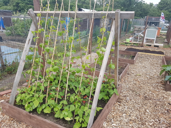 Allotment/Veg Patch Thread 12! Plotmenters hoping for better weather