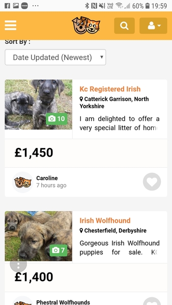 Maltipoo Puppy Breeder Recommendations - UK