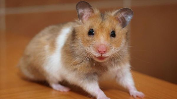 Westminstenders: Don't Panic!