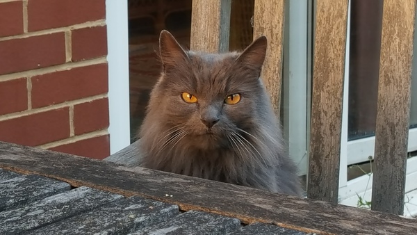 What's your DCat up to today? Episode 6, Return of the... Cats?