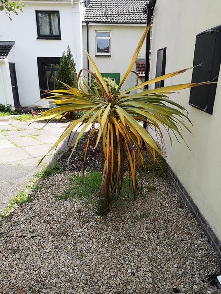 What's wrong with my Cornish palm please?
