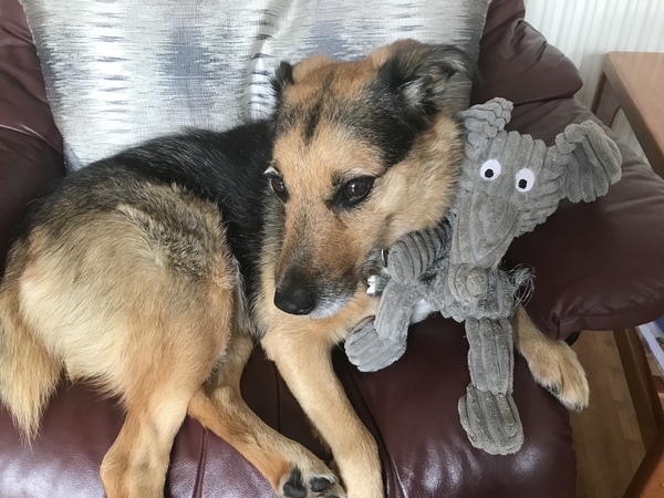 Rescue dog - for first time dog owners?