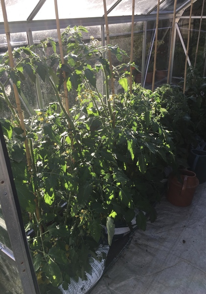 Allotment/Veg Patch Thread 12! Plotmenters hoping for better weather