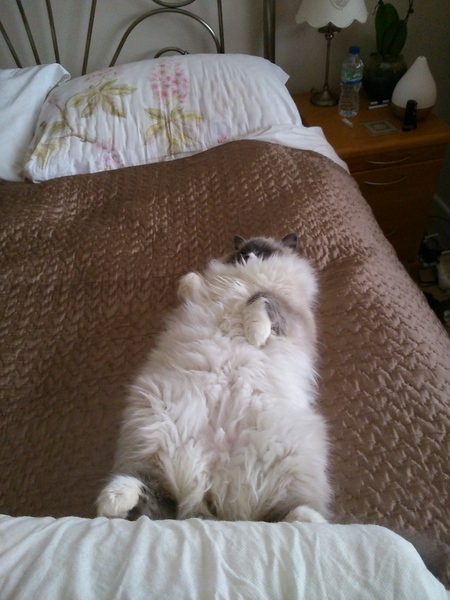 Rag doll fan thread!