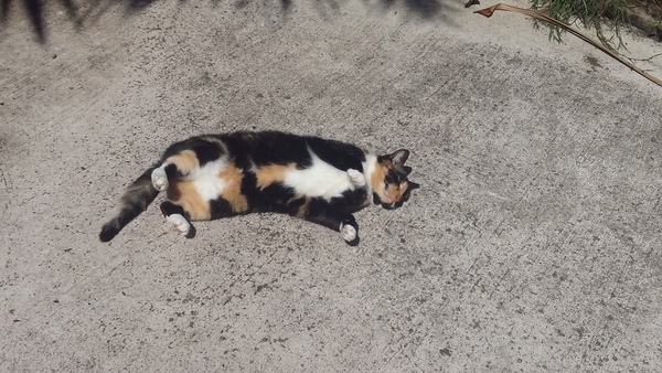 Show me your torties