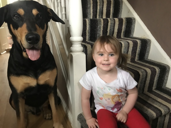 To really want a Doberman?