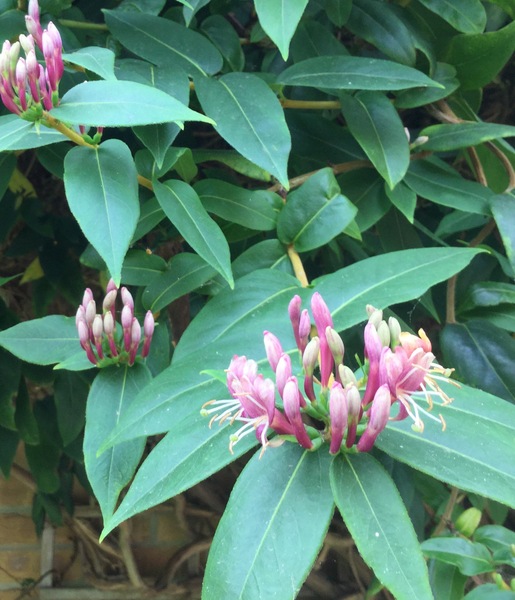 Is this a Honeysuckle?