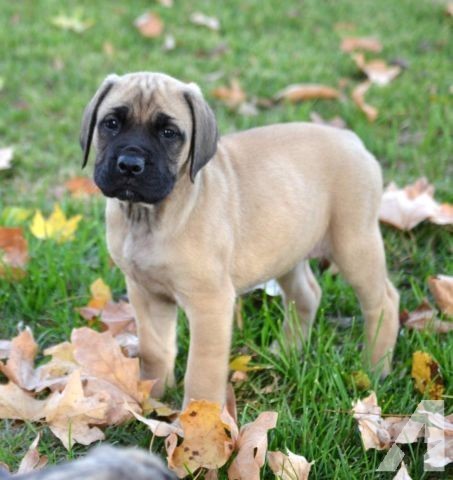 What type of dog is this?