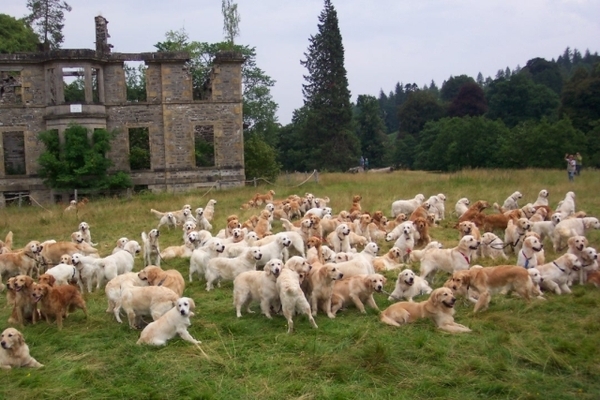 Calling all Golden Retriever owners....