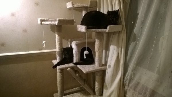 What is DCat doing?