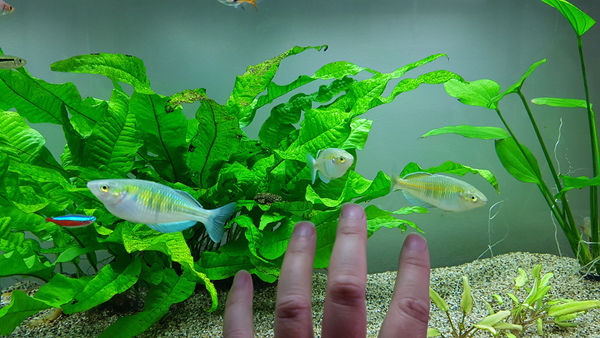 Stocking ideas for 150L tropical tank