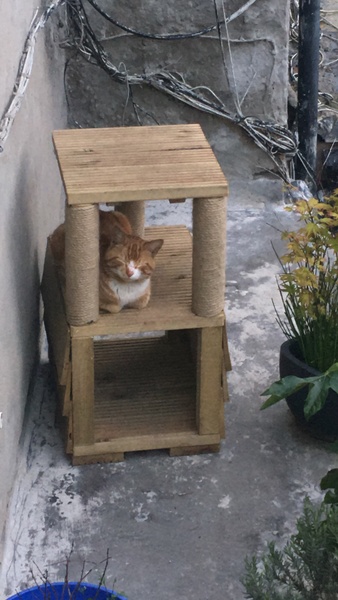 Outdoor cat furniture