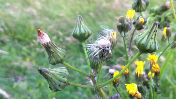 Urgent help!! What is this plant? Is it weed?