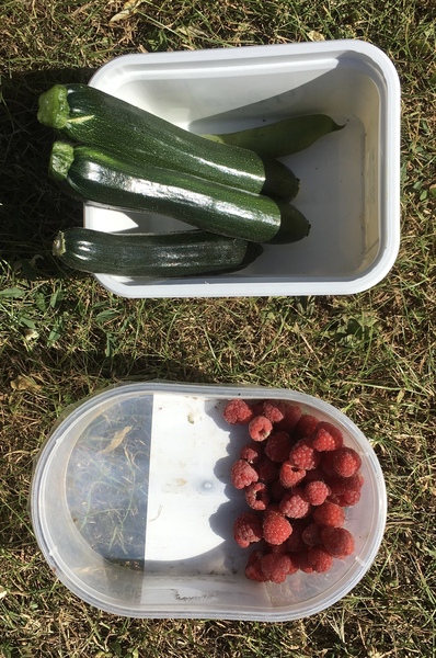 Allotment/Veg Patch Thread 12! Plotmenters hoping for better weather