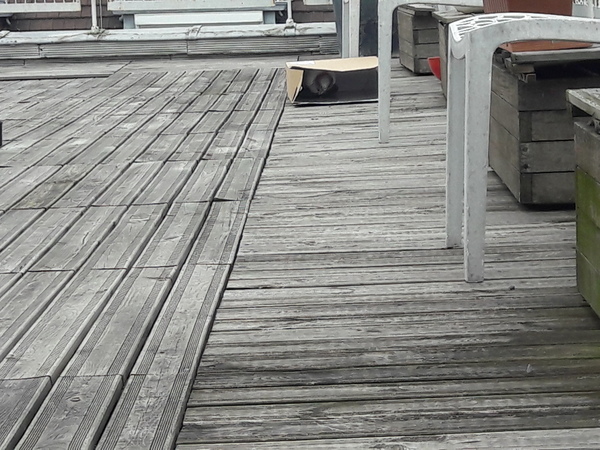To have befriended this bird?