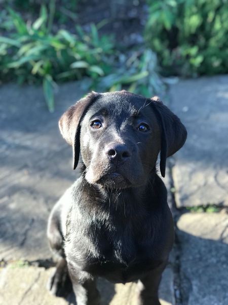 What should I do? Getting a puppy has catapulted me back into depression.