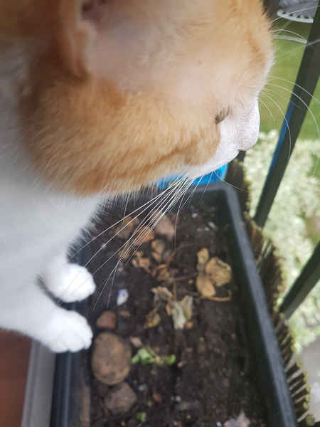 Do you grow gingers?