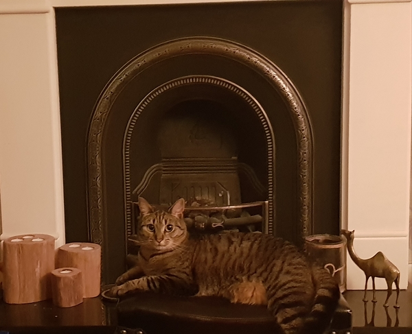 What's your DCat up to today? Episode 6, Return of the... Cats?