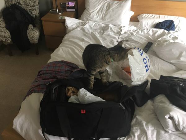 What's your DCat up to today? Episode 6, Return of the... Cats?