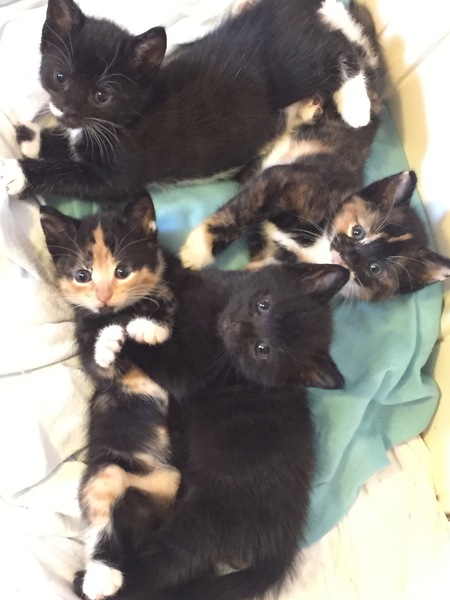 Underweight fussy mum cat with sensitive stomach, weaning kittens, how to organise