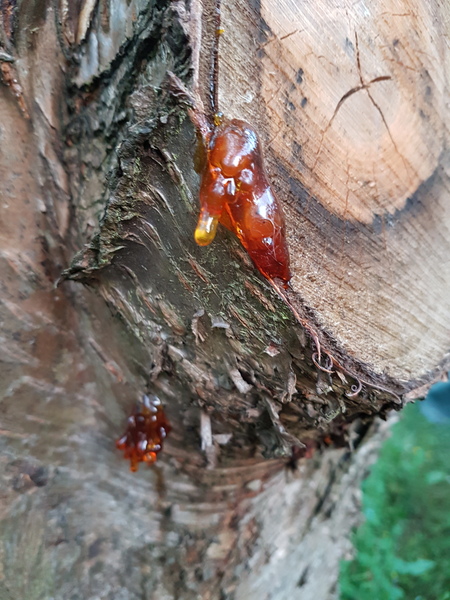 Is this tree rescuable?