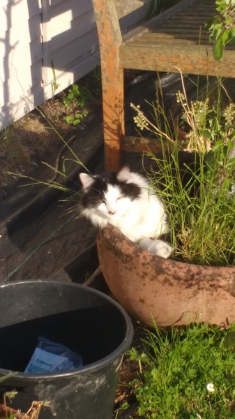 What's your DCat up to today? Episode 6, Return of the... Cats?