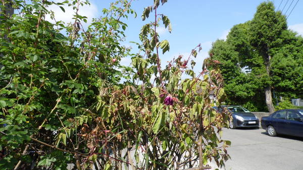 What would make a rose bush die?